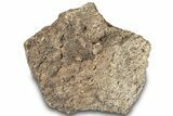 Dinosaur (Triceratops) Frill Shield Section - Montana #312249-1